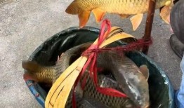 卖鱼的小条爆料视频播放,短视频背后的真实故事